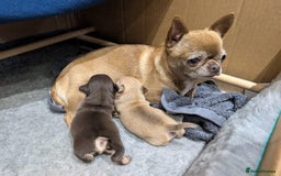Chihuahua dogs for sale: EXCELLENT BLOODLINE SMOOTHCOAT CHIHUAHUA PUPPIES - Image 20