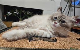 Siberian cats for sale: Siberuan Mum+Daughter - Image 1