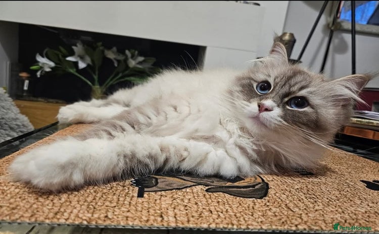 Siberian cats - Advert 1