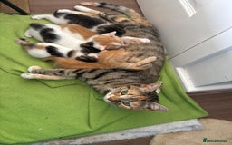 Mixed Breed cats for sale: 1 cutie left  - Image 6