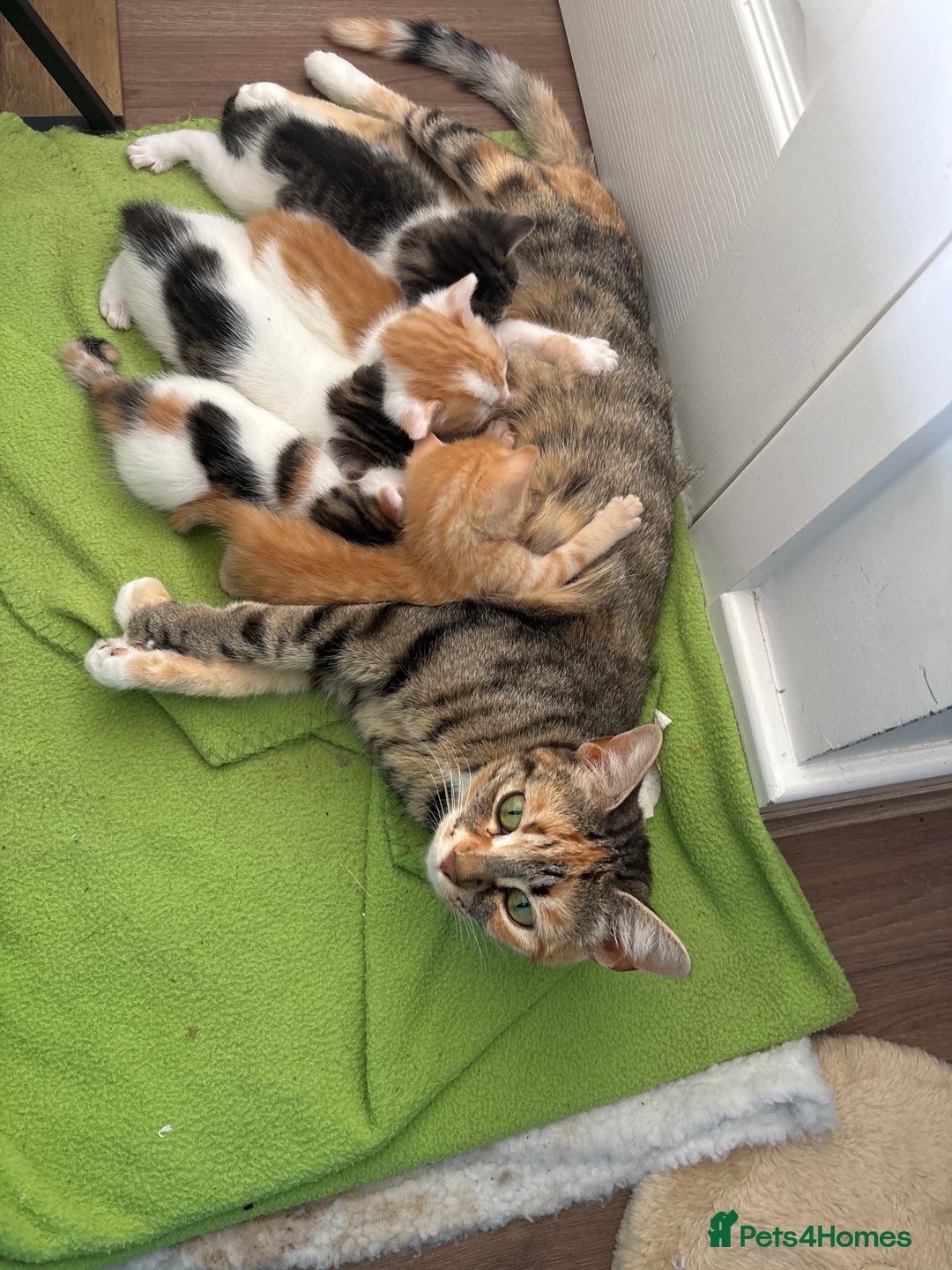 Mixed Breed cats for sale: 1 cutie left  - Image 6