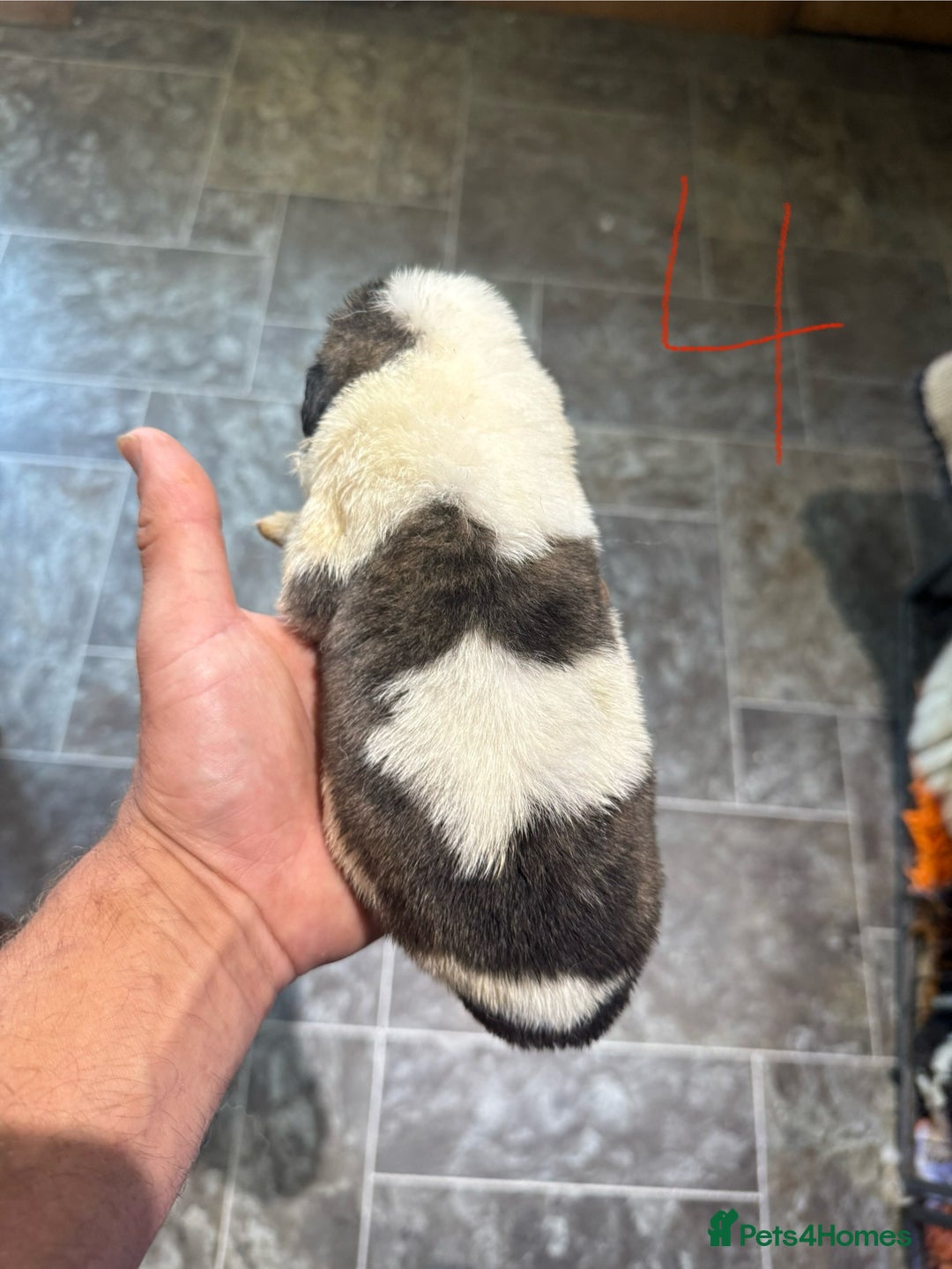 Pyrenean Mastiff dogs for sale: KC registered Pyrenean Mastiffs - Image 6