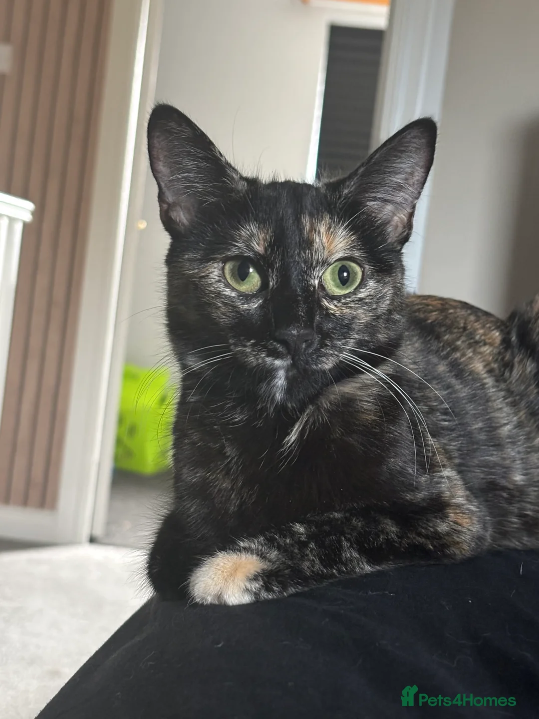 Mixed Breed cats for sale: 3 babies left! - Advert 2