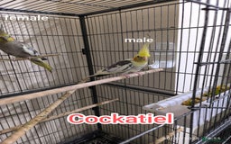 Budgerigars birds for sale: Budgies  and Cockatiel for sale  - Image 15