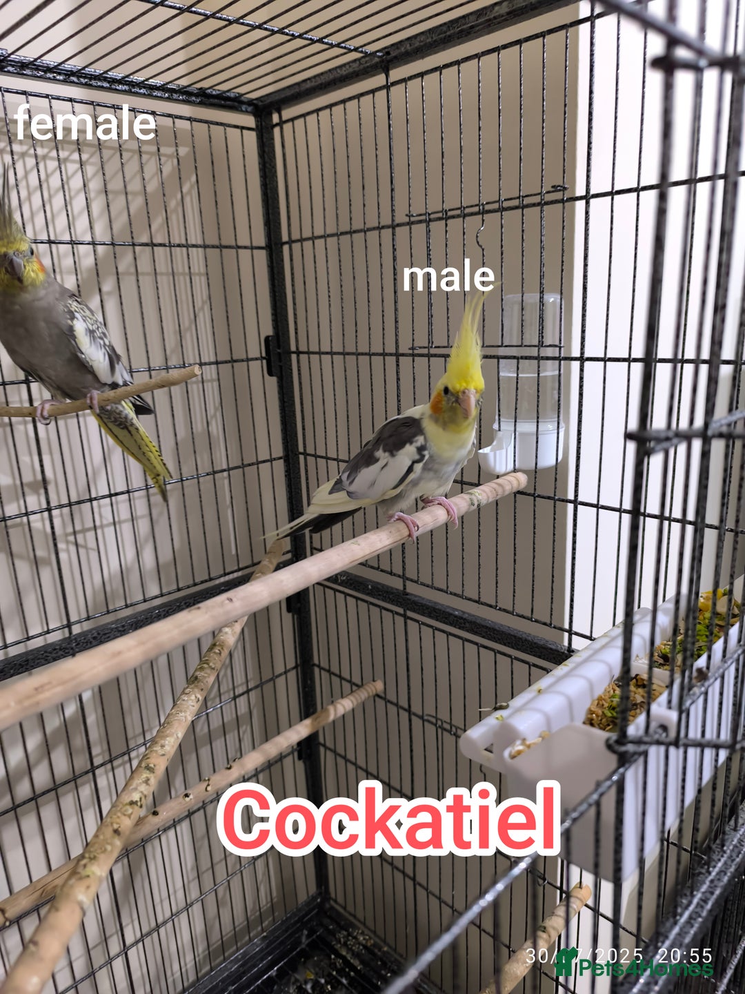 Budgerigars birds for sale: Budgies  and Cockatiel for sale  - Image 15