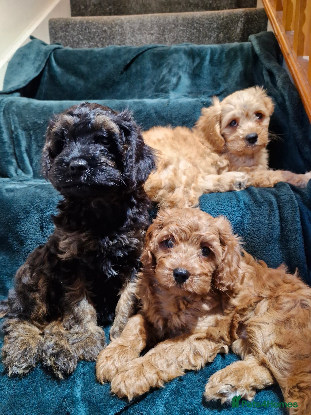 Cavapoo dogs for sale: Health tested Cavapoo puppies  - Image 5