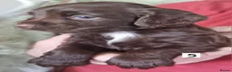 Cocker Spaniel dogs for sale: Cocker spaniel pups in Darwen - Advert 4