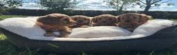 Cavapoo dogs for sale: Cavapoos🐶🥰 - Advert 12