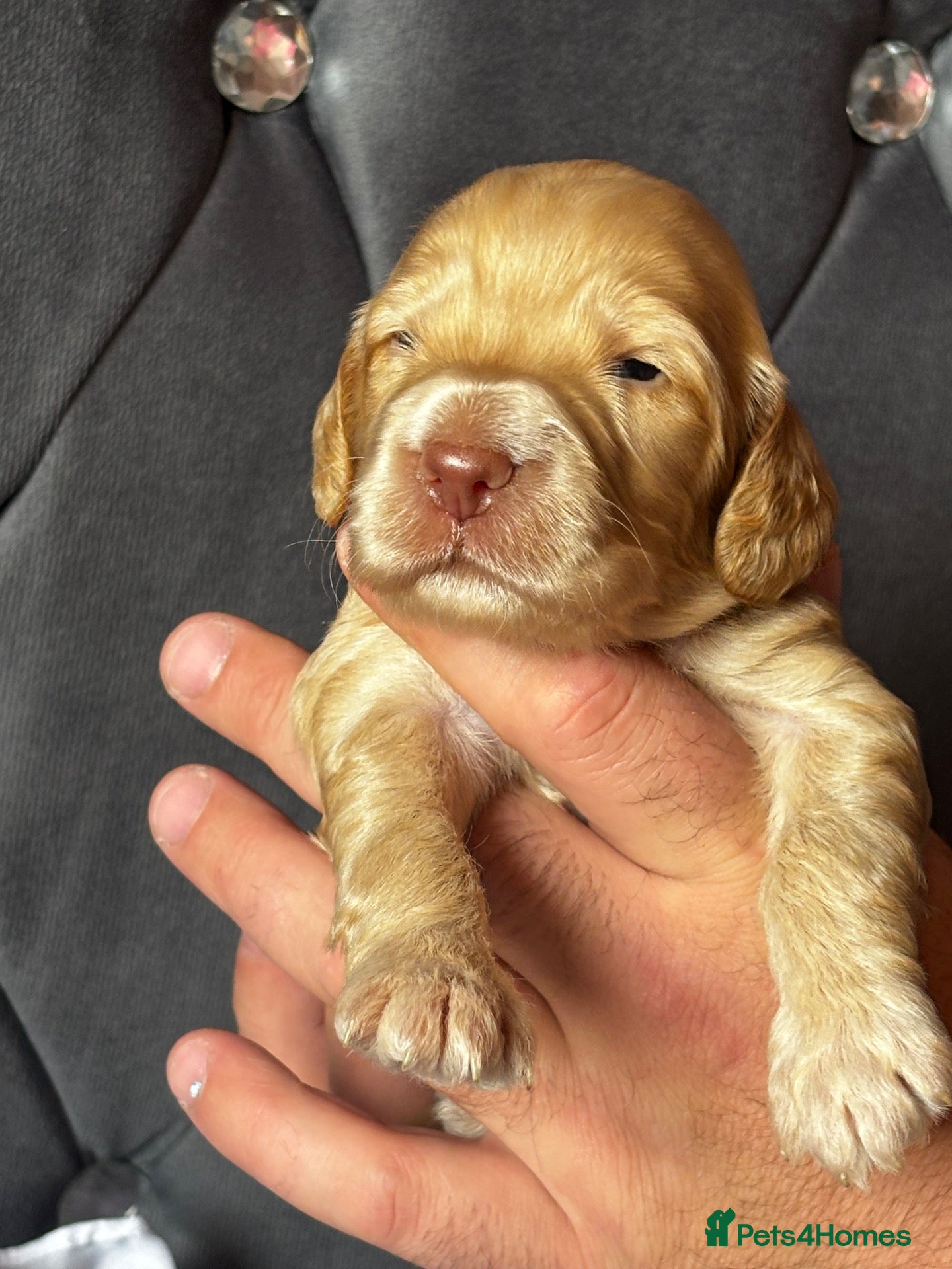 Cockapoo dogs Last female and male 🥰Cockapoo rainbow litter 🌈  - Advert 1