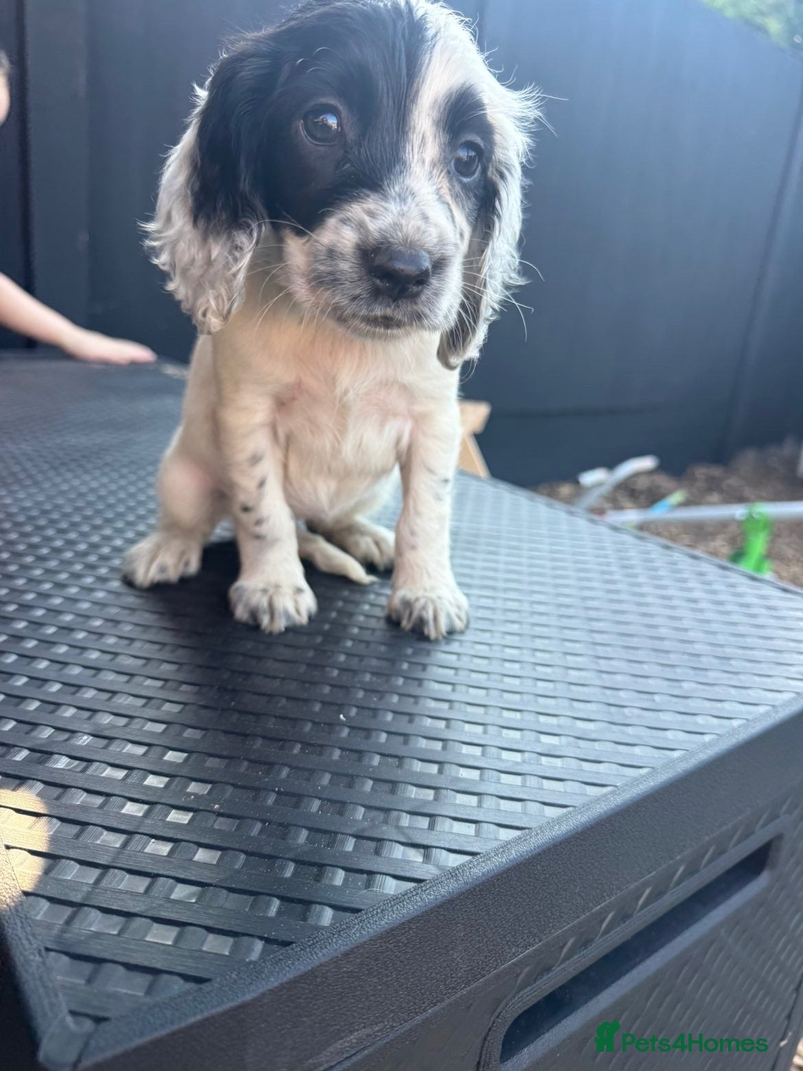 Cocker Spaniel dogs beautiful working cocker spaniel puppy’s  - Advert 10