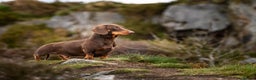 Dachshund dogs for stud: Miniature Dachshund Chocolate and Tan Stud in Wrexham - Advert 4