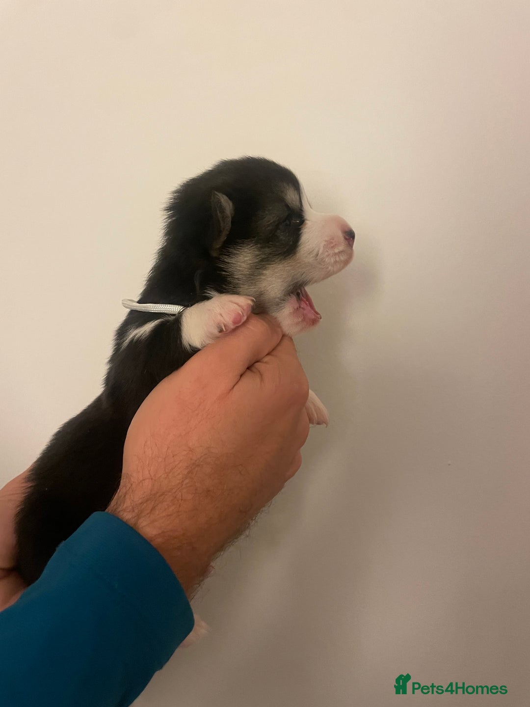 Welsh Corgi Pembroke dogs for sale: KC REG PEMBROKESHIRE CORGIS - Image 5