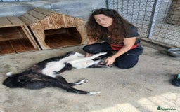 Mixed Breed dogs for adoption: Drummer, 6-7 yrs old. Available for adoption. - Image 2