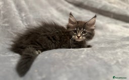 Maine Coon cats for sale: *READY* Stunning Tica Maine Coons - Image 9