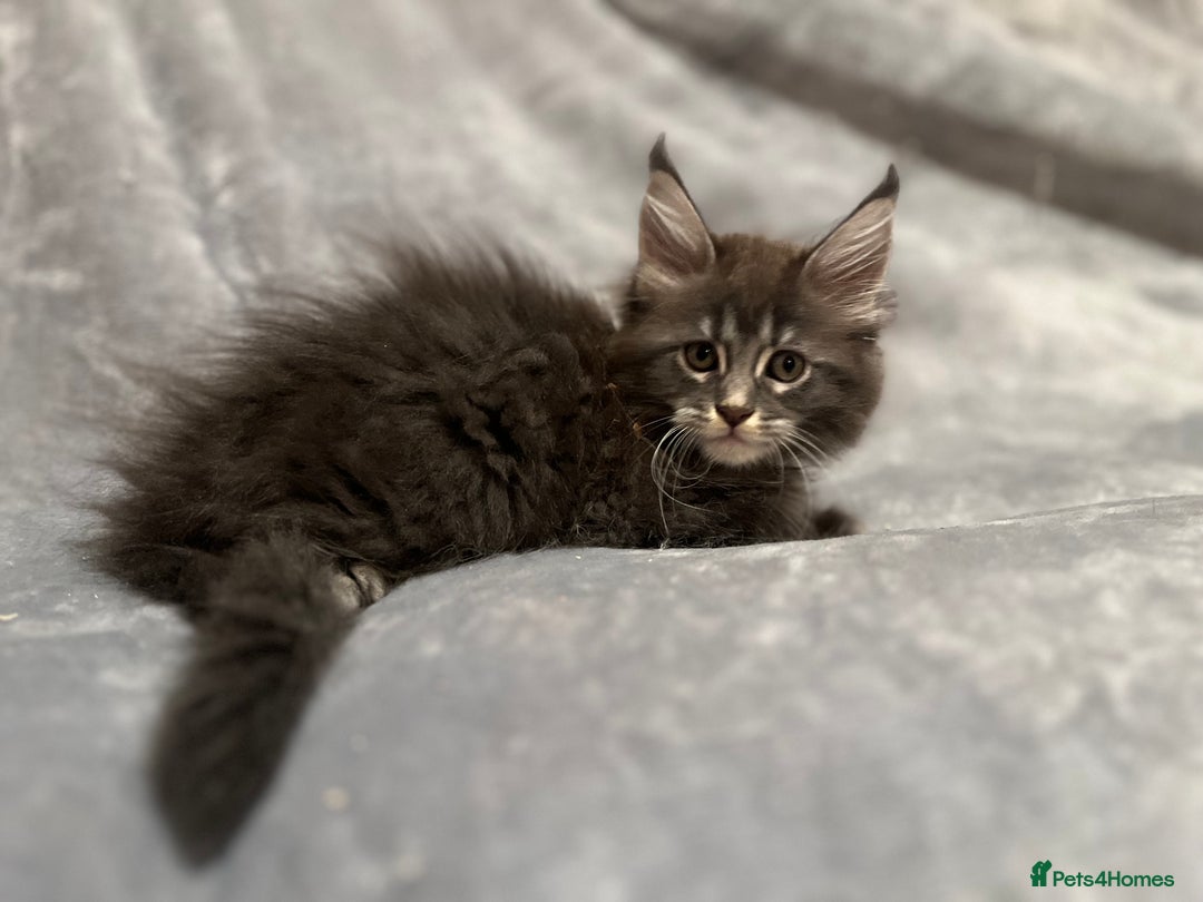 Maine Coon cats for sale: *READY* Stunning Tica Maine Coons - Image 9
