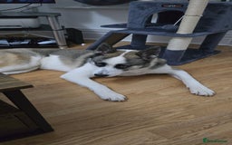 Huskita dogs for sale: Huskita to rehome  - Advert 4