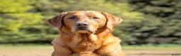 Labrador Retriever dogs for stud: Fox Red Labrador Stud - Jackson  - Advert 8