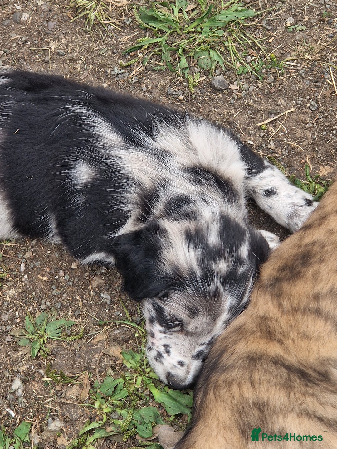 Mixed Breed dogs for sale: Stunning rough coated lurchers - Image 11