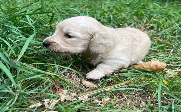 Miniature Dachshund dogs - Advert 12