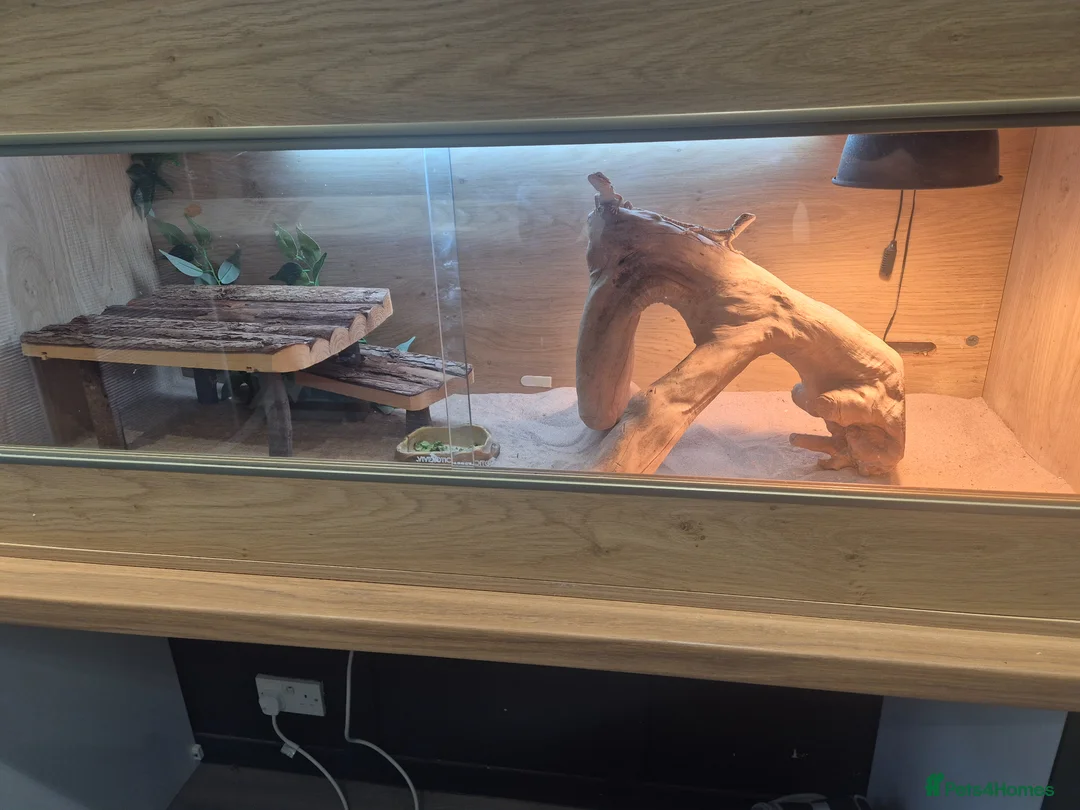 Bearded Dragon reptiles for sale: 2 baby bearded dragons and set up - Advert 1