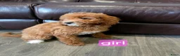 Labradoodle dogs for sale: Adorable F1B Miniature Labradoodle Pups 🐾🩷 - Advert 12