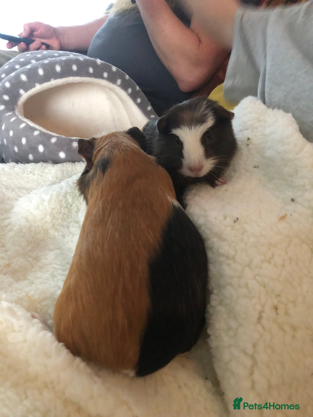 Guinea Pig rodents for sale: 2 gorgeous female Guinea pigs Blossom&Pumpkin - Advert 2