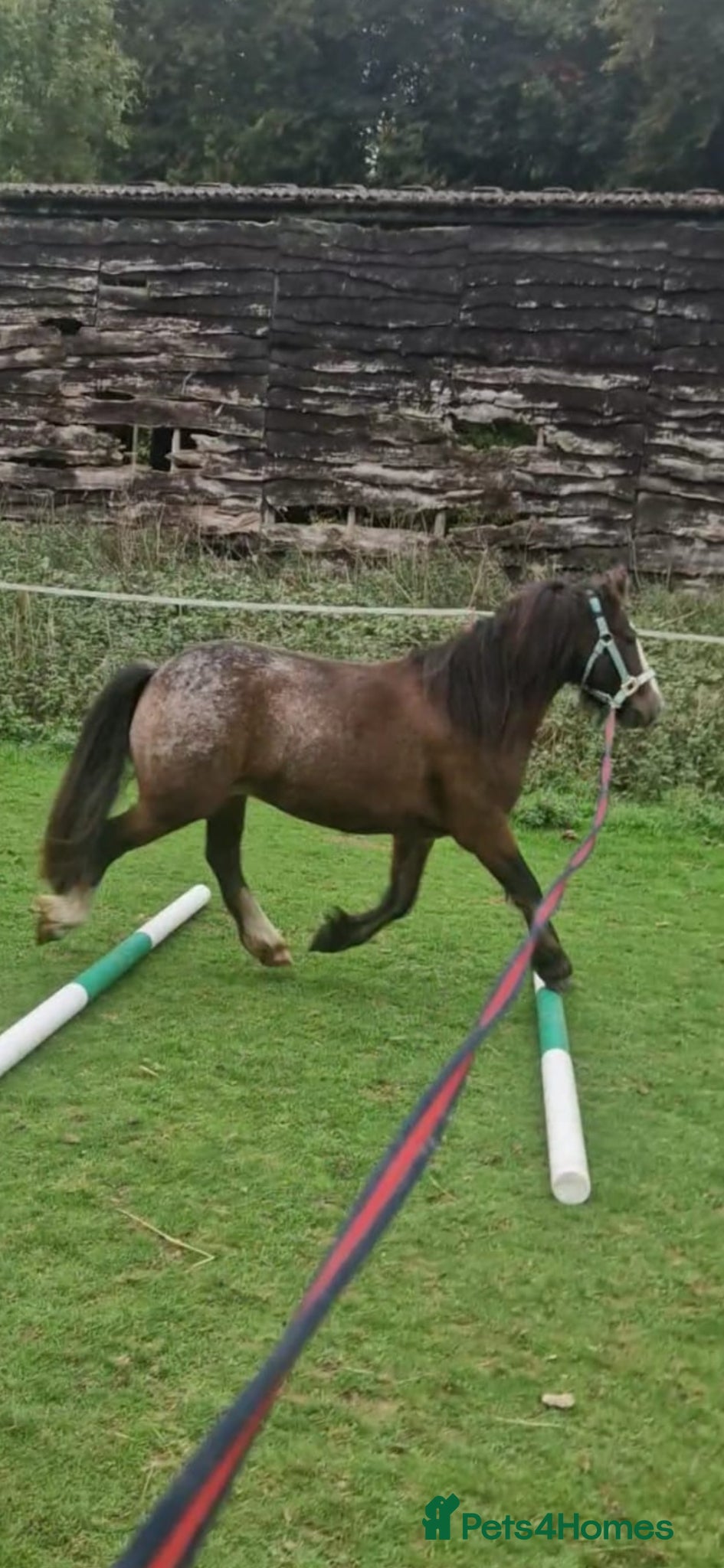 Welsh Section C horses 13hh 7 Yr Old Gelding - Advert 1