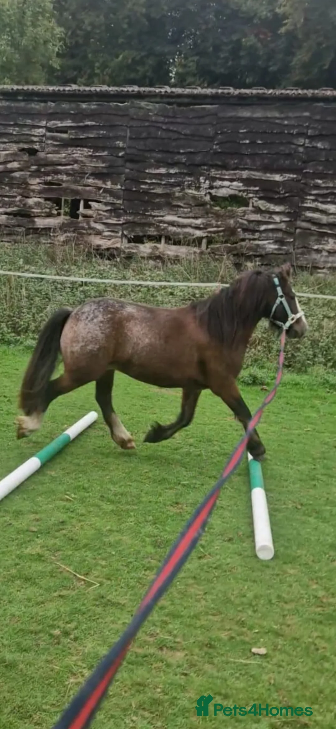 Welsh Section C horses for sale: 13hh 7 Yr Old Gelding in Wallingford - Advert 1