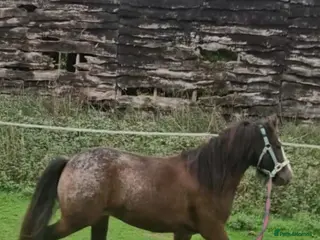 Welsh Section C horses 13hh 7 Yr Old Gelding - Advert 2