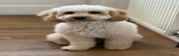 Mixed Breed dogs for sale: Cavapoochon - Advert 8
