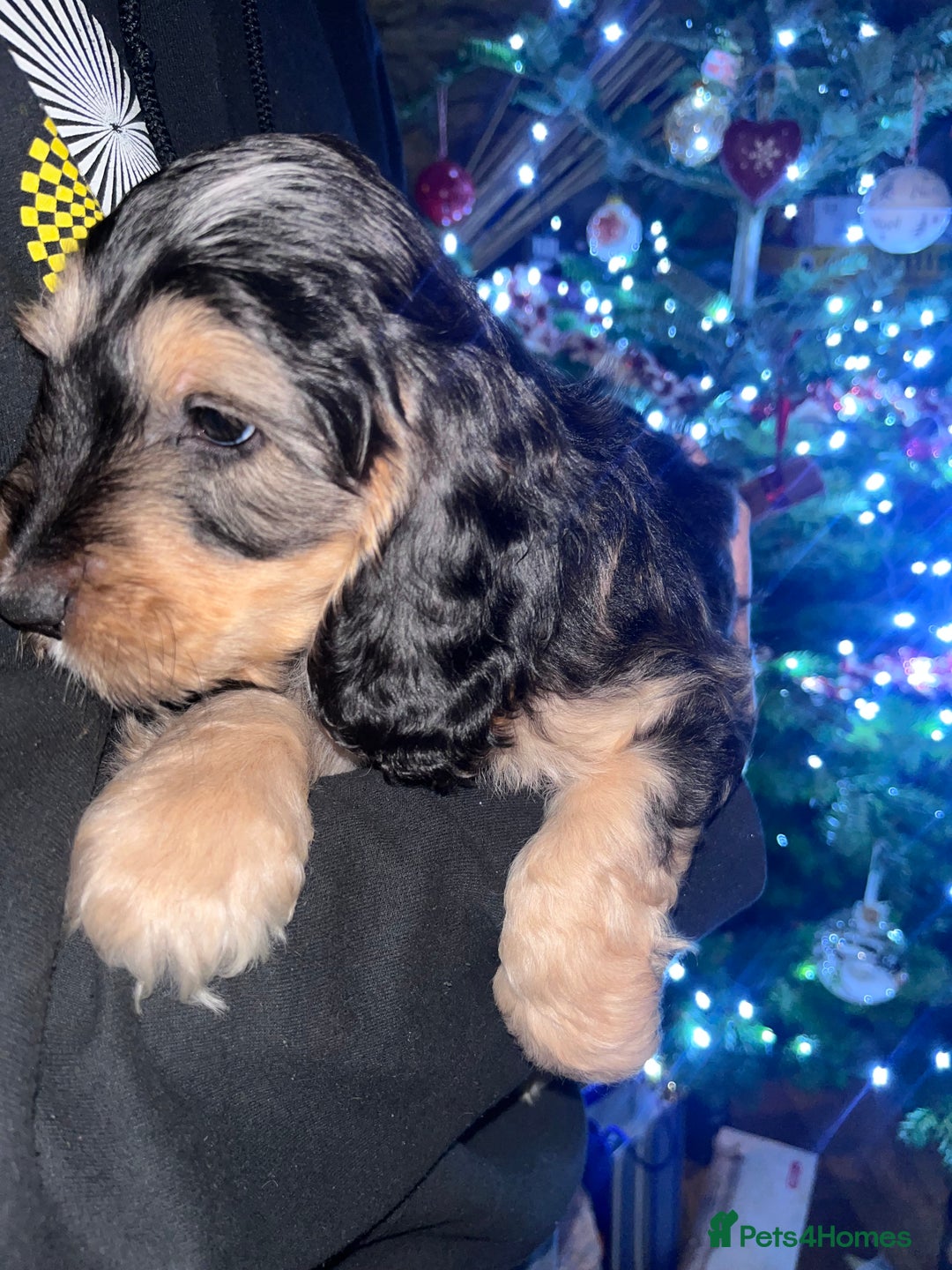 Australian Labradoodle dogs for sale: Gorgeous Australian Labradoodle Puppies  - Advert 19