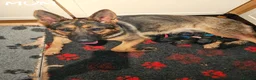 German Shepherd dogs for sale: GLENCONNER GERMAN SHEPHERDS  - Advert 1