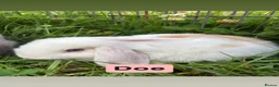 Mini Lop rabbits for sale: Adorable Mini Lop Babies - Advert 9
