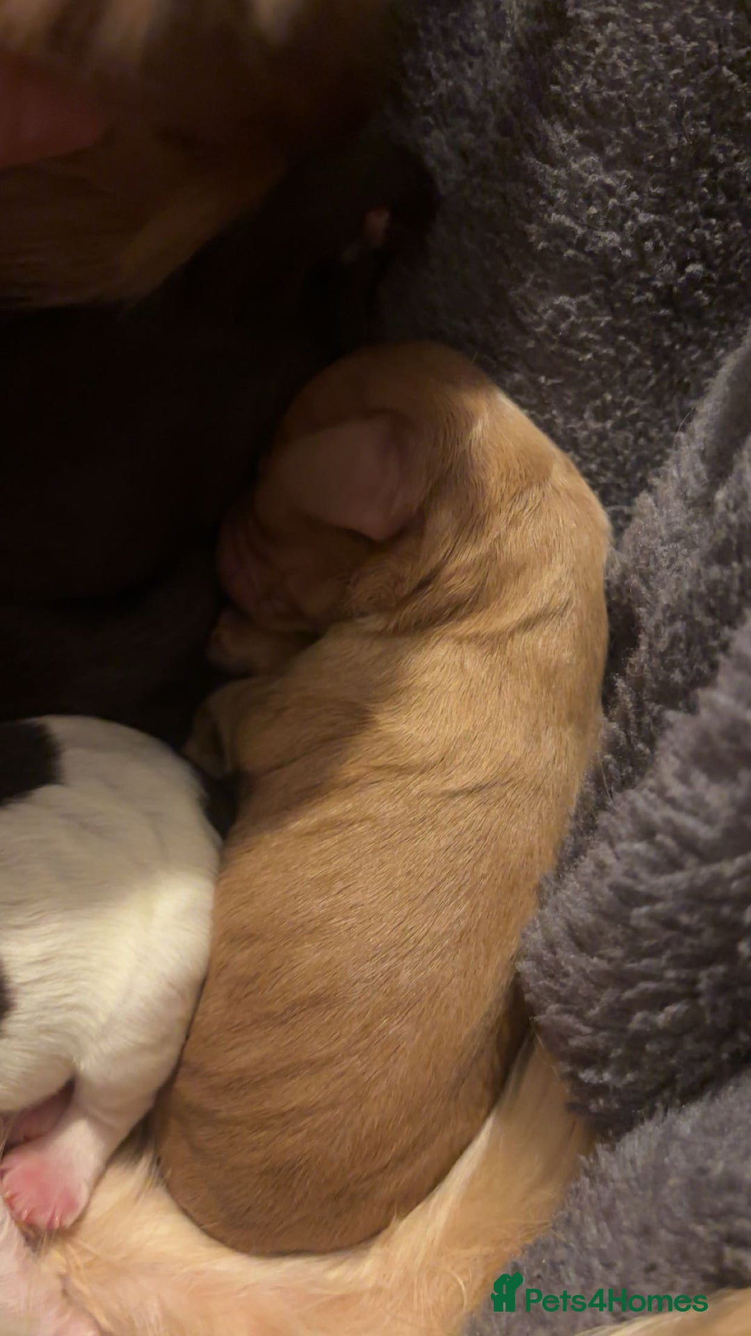 Mixed Breed dogs for sale: Cavapoo puppies  - Advert 3