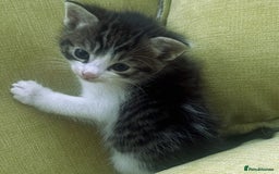 Mixed Breed cats for sale: CLEMMIE’S CUTIES  - Image 16