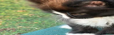 Longhaired Tuxedo