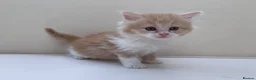 Mixed Breed cats for sale: Gorgeous Long Haired Siberian Cross Kittens  - Advert 3