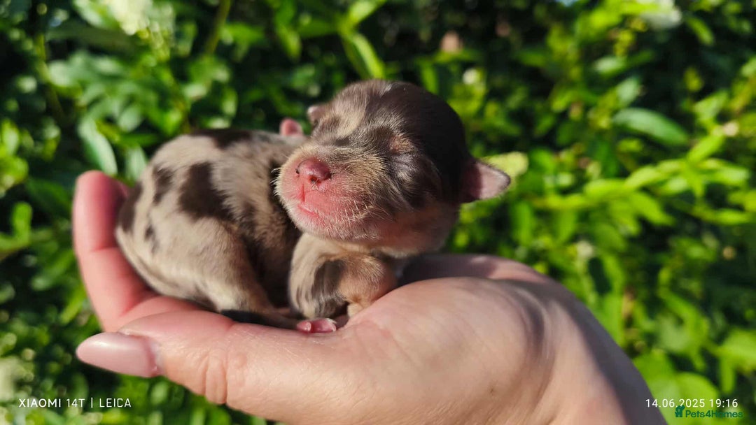 Yorkshire Terrier dogs for sale: Chocolatemerle Yorkie Boy left  - Image 6