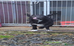 Border Collie dogs for sale: Female border Collie  - Image 1