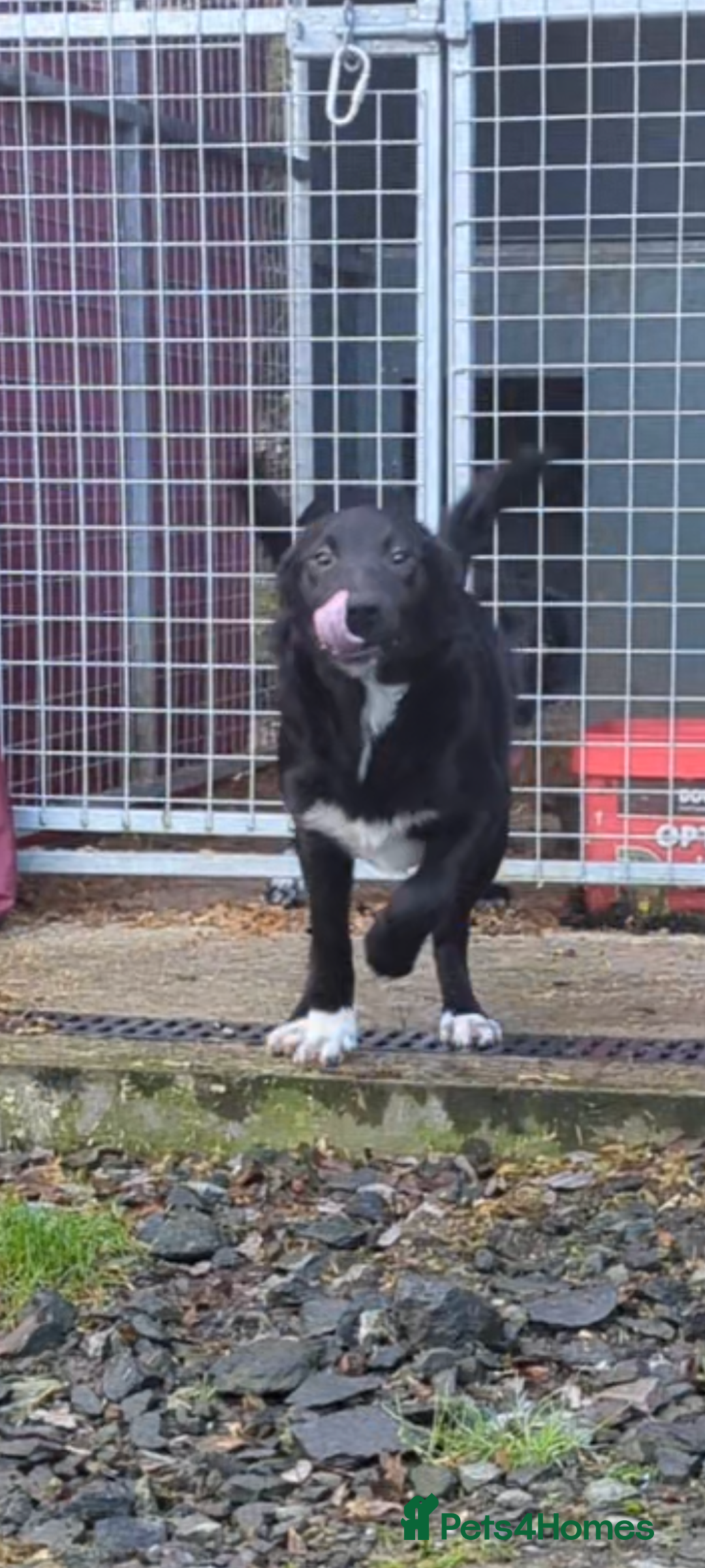 Border Collie dogs for sale: Female border Collie  - Image 1