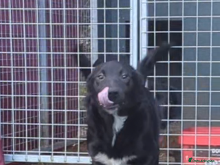 Border Collie dogs - Advert 29