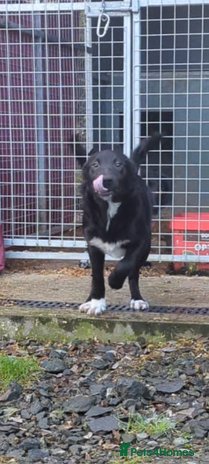 Border Collie dogs - Advert 2