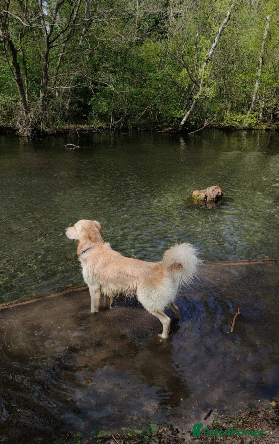 Golden Retriever dogs for stud: Gorgeous golden retriever  - Image 5