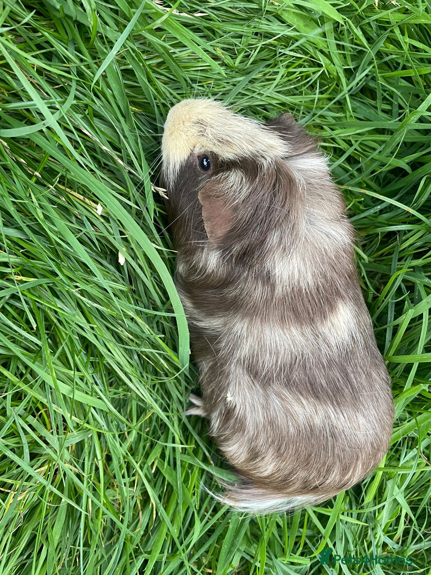 Guinea Pig rodents Two male guinea pigs need rehoming  - Advert 1