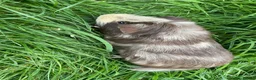 Guinea Pig rodents for sale: Two male guinea pigs need rehoming  in Heanor - Advert 1