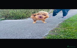 Shar Pei dogs for stud: Choc and tan top quality Sharpei stud  - Image 6