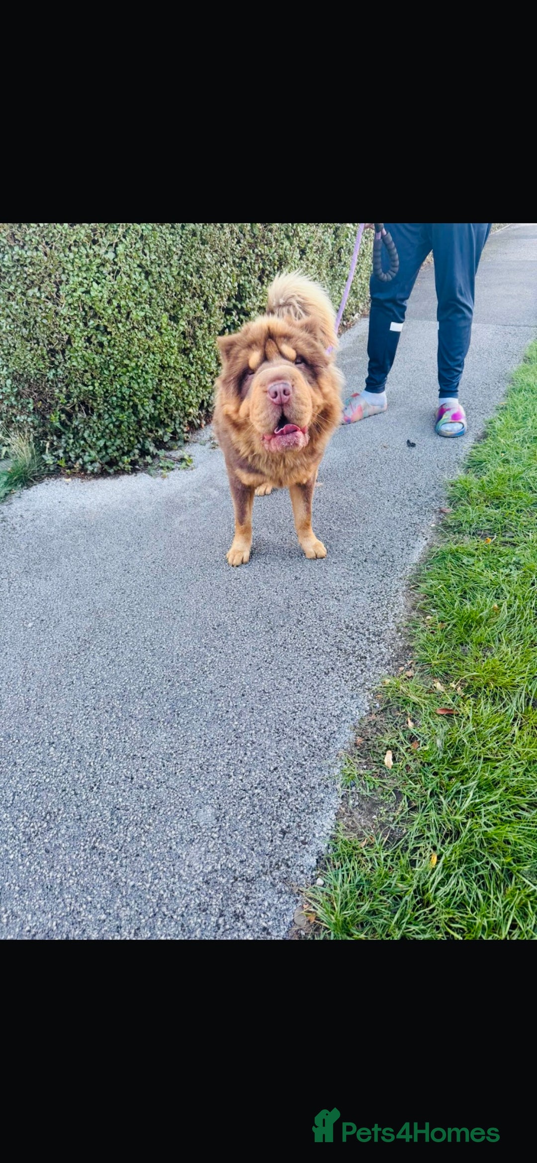 Shar Pei dogs for stud: Choc and tan top quality Sharpei stud  - Image 6