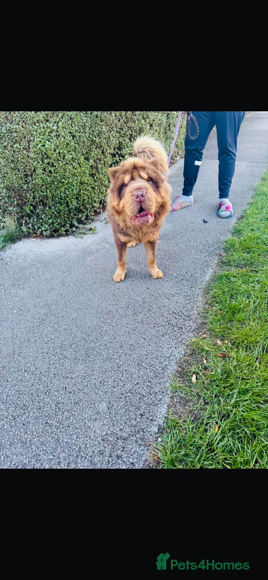 Shar Pei dogs for stud: Choc and tan top quality Sharpei stud  - Advert 6