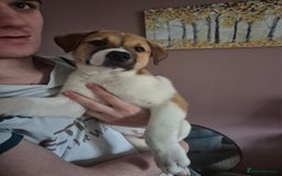 Mixed Breed dogs for sale: American Akita/Bullmastiff cross - Image 21