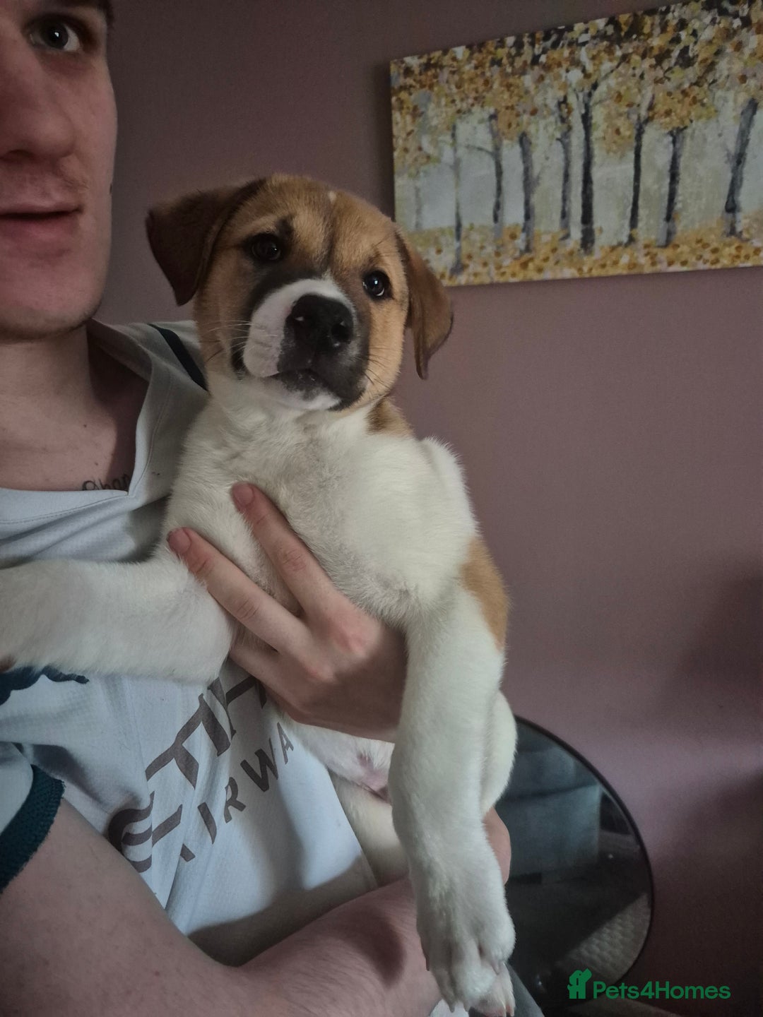 Mixed Breed dogs for sale: American Akita/Bullmastiff cross - Image 21